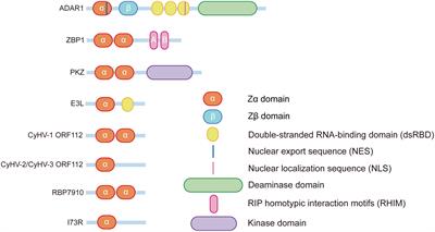 Zα domain proteins mediate the immune response